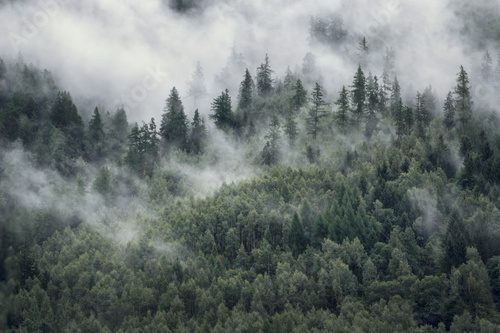 Trees in morning fog