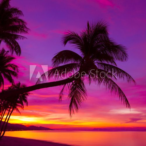 Palm tree silhouette at sunset on tropical beach