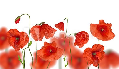 groop of red poppy flowers on white