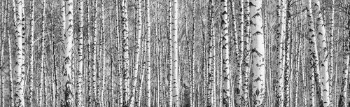 Birch grove on a sunny spring day, landscape banner, huge panorama, black-and-white