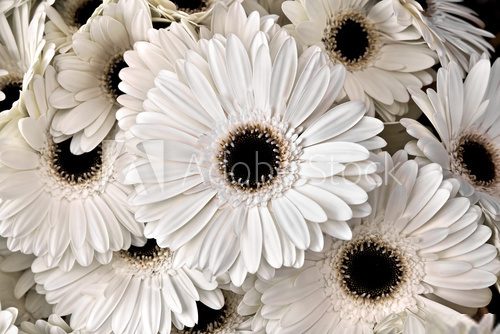 A bouquet of gerberas. Floral background.