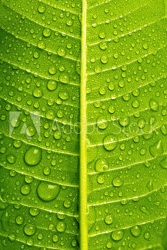Water Drops On Green Leaf Background, close up