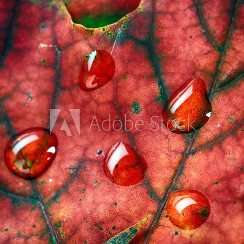 wet leaves  of maple