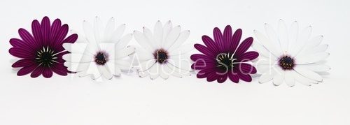 white and purple daisies panorama
