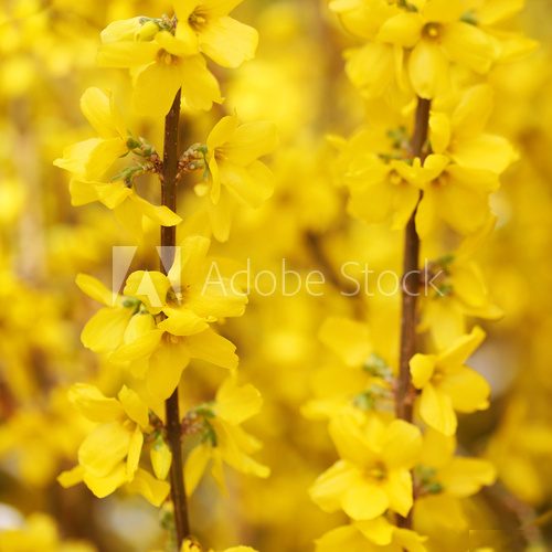 Yellow Flowers. Beautiful Forsythia Bloom in Springtime
