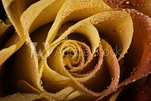 Yellow rose with rain drops