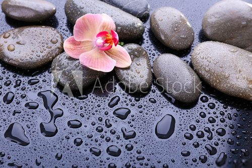 Composition with beautiful blooming orchid with water drops and