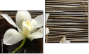 Diptych