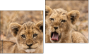 Diptych