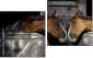 Diptych