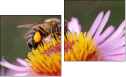 Diptych