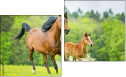 Diptych