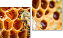Diptych