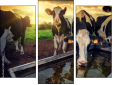 Triptych