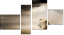 Fortych