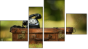Fortych