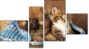 Fortych