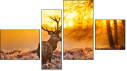 Fortych