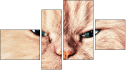 Fortych