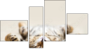 Fortych