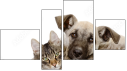 Fortych