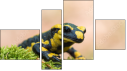Fortych