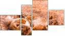 Fortych