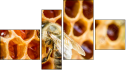 Fortych
