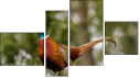 Fortych