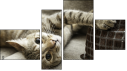 Fortych