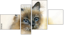 Fortych
