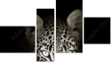 Fortych