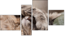Fortych