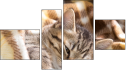 Fortych