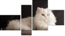 Fortych