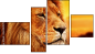 Fortych