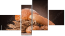 Fortych