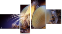 Fortych