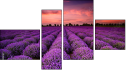 Fortych