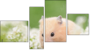 Fortych