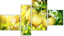Fortych