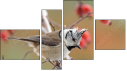 Fortych