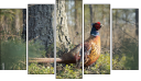 Pentaptych