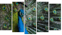 Pentaptych