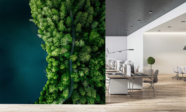 skogsstig vid vattnet ur fagelperspektiv tapeter for kontoret tapeter demural