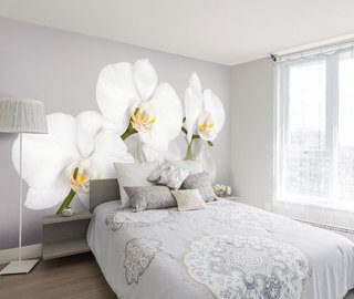 vit farg och saftig orkide blommor tapeter tapeter demural